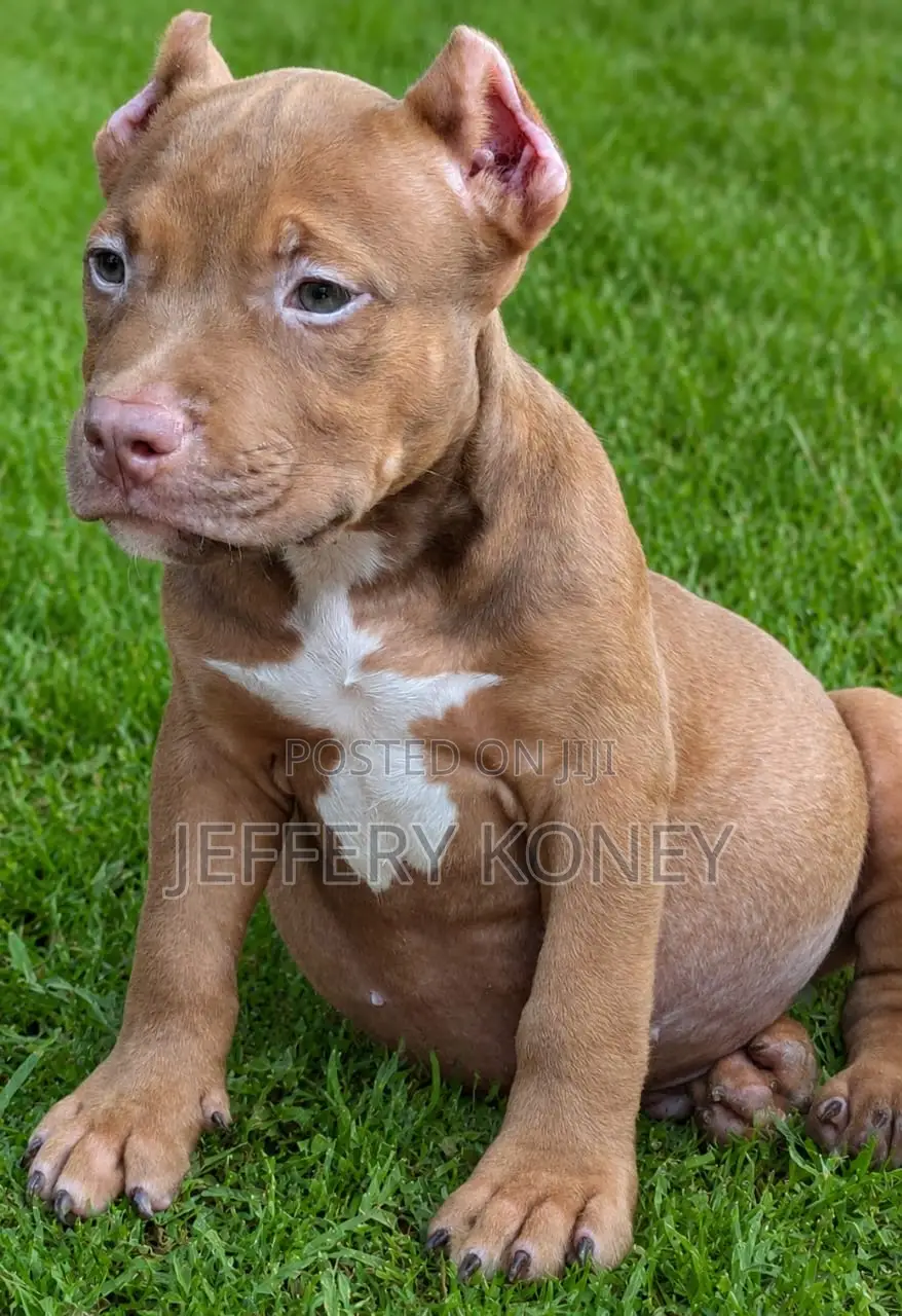 1-3 months Male Purebred American Bully