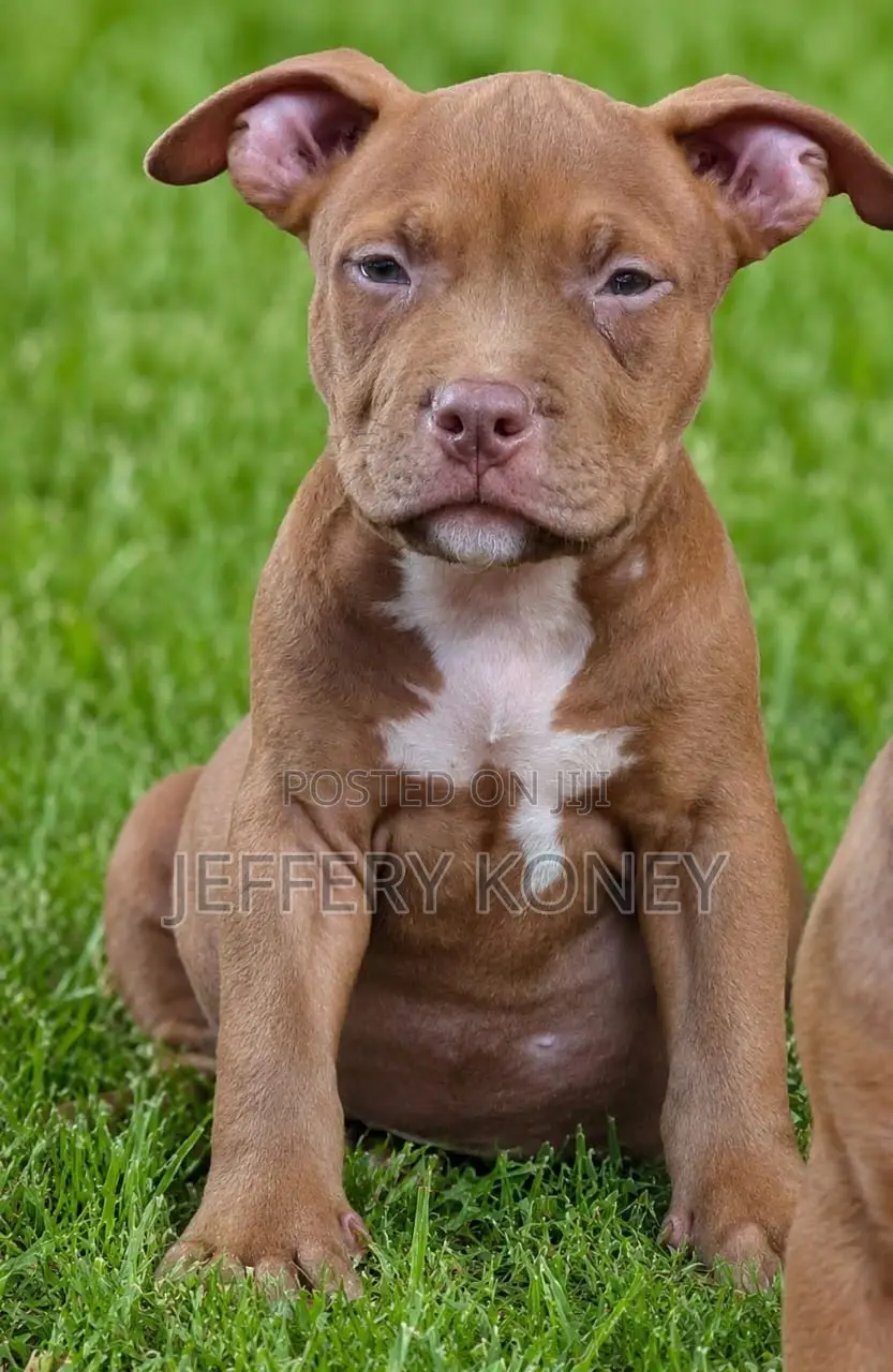 1-3 months Male Purebred American Bully