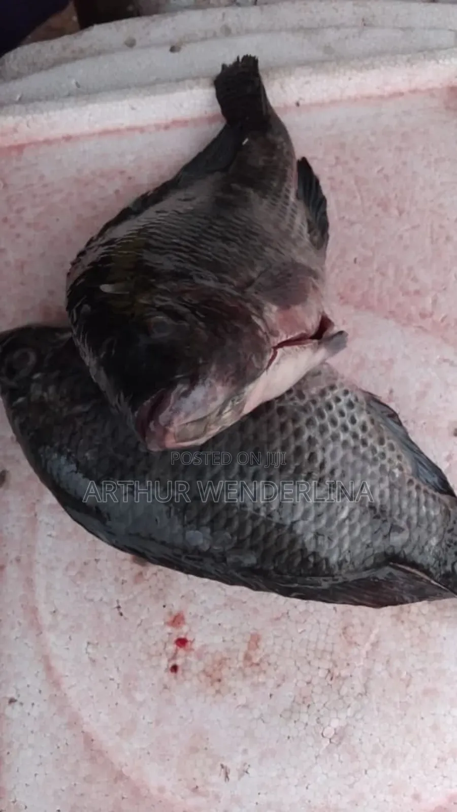 Fresh and Hygienic Voltage Cash Tilapia (3 Pieces)