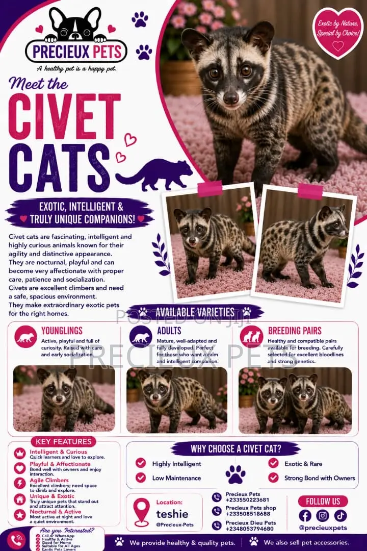 1-3 months Female Purebred Cat