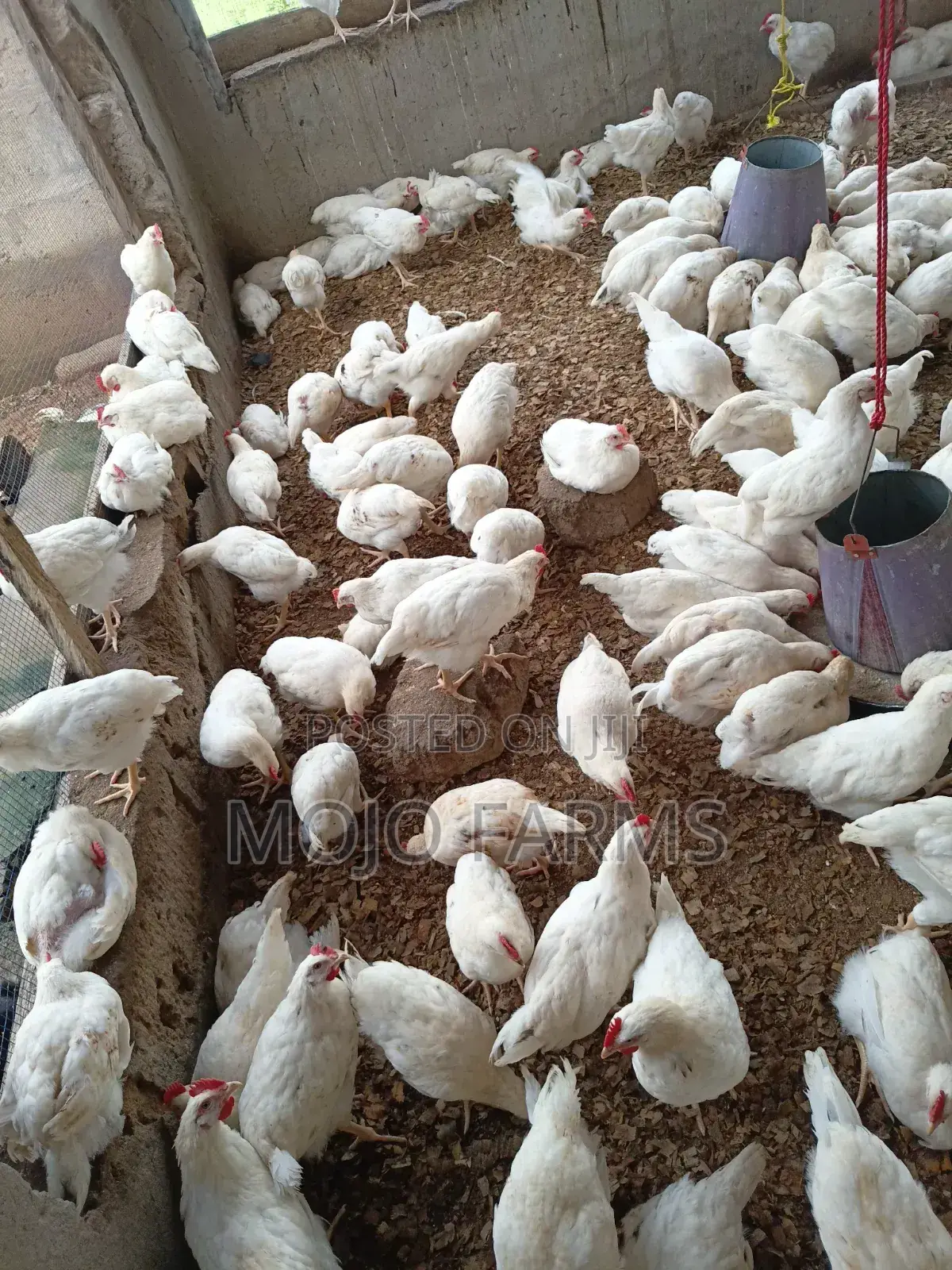 White Cockerel