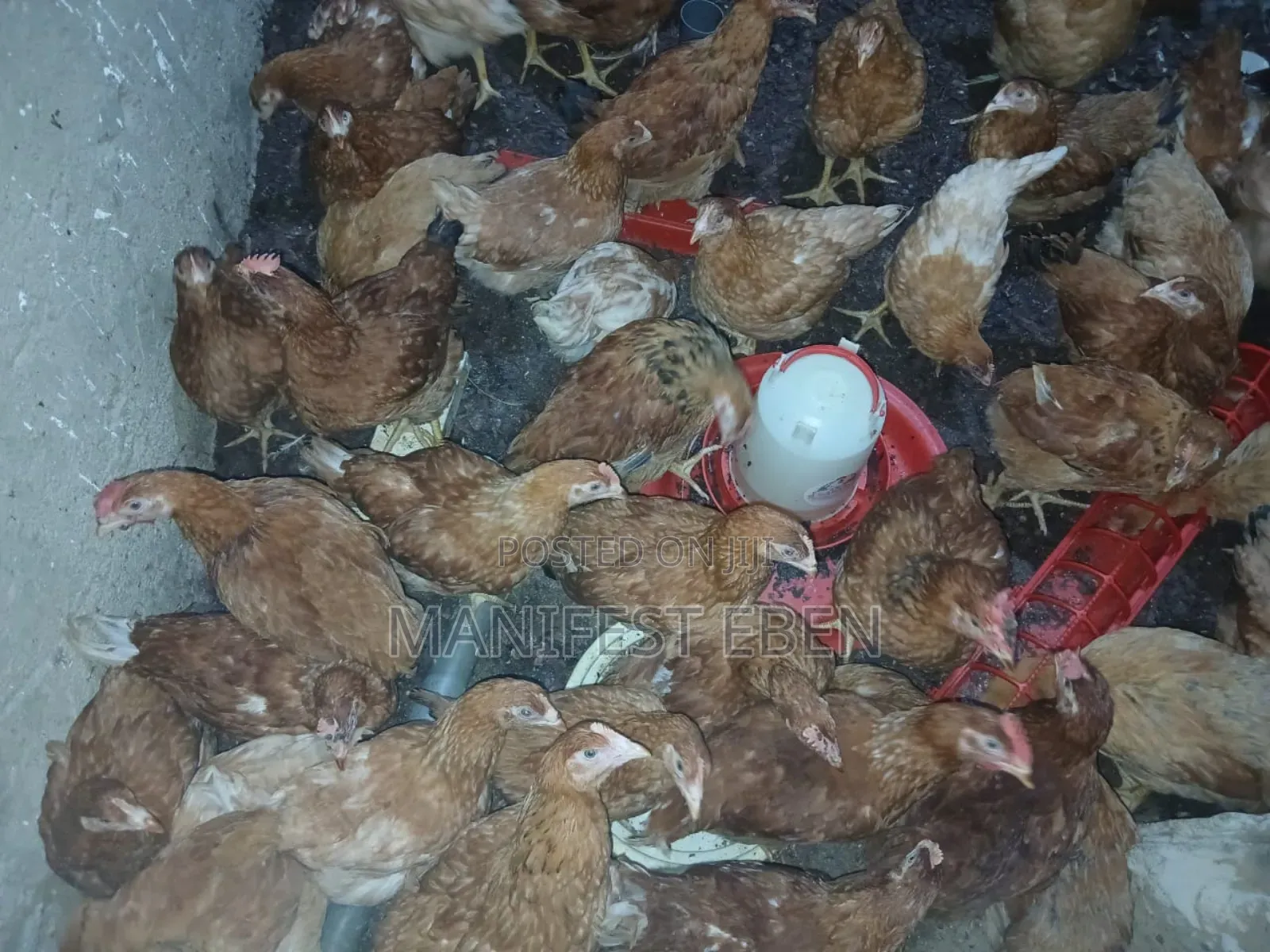 Fowl for Sale