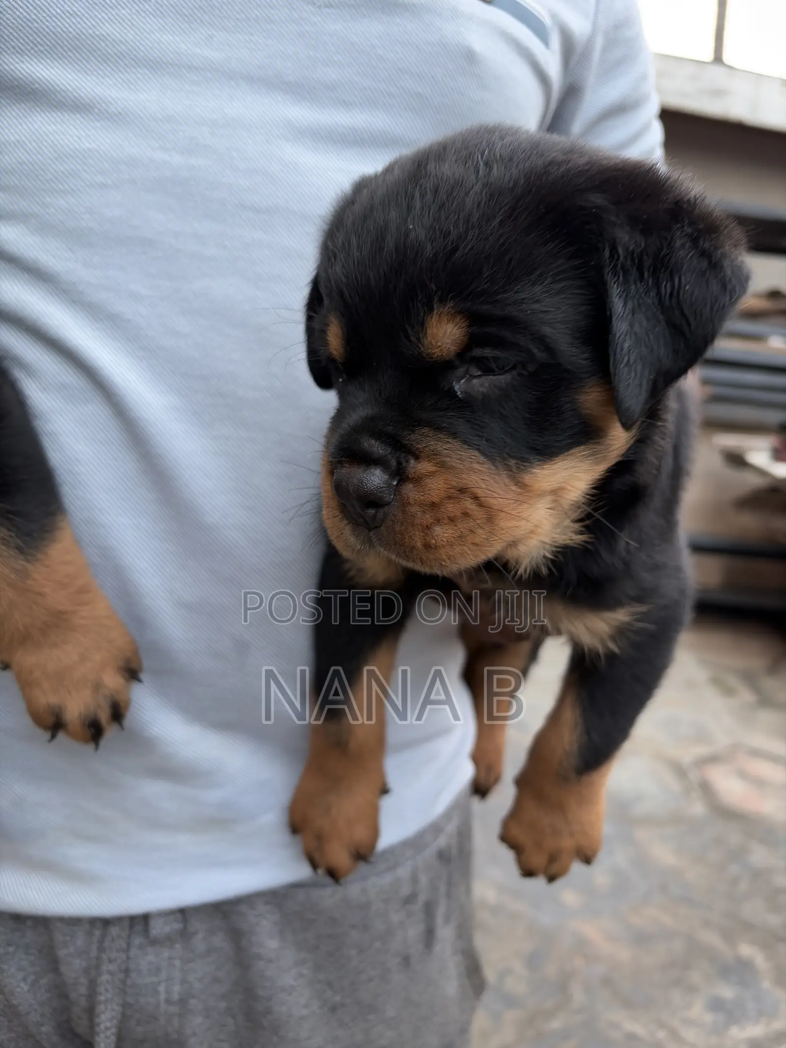 1-3 months Male Purebred Rottweiler