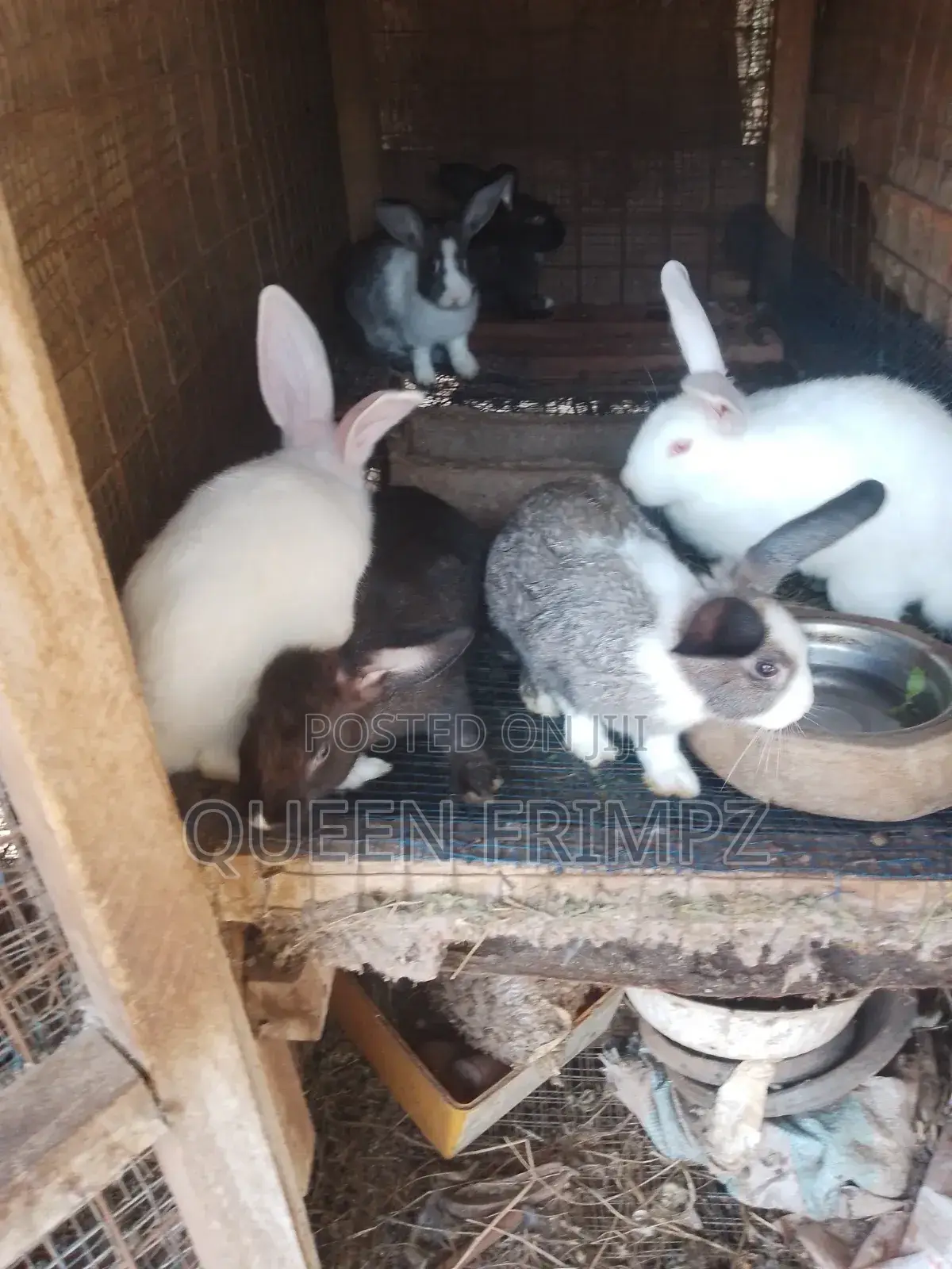 Affordable Bunnies