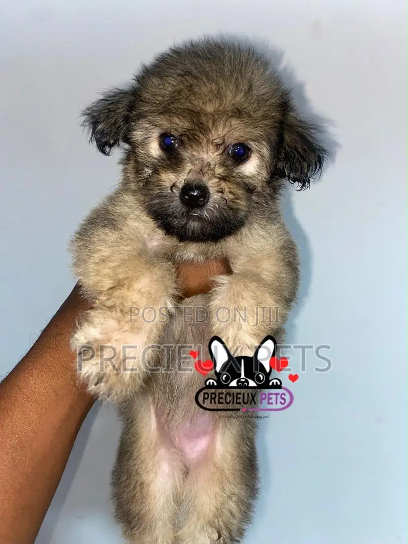 1-3 months Male Purebred Maltipoo