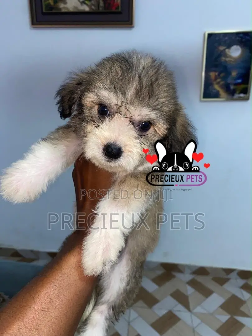 1-3 months Male Purebred Maltipoo
