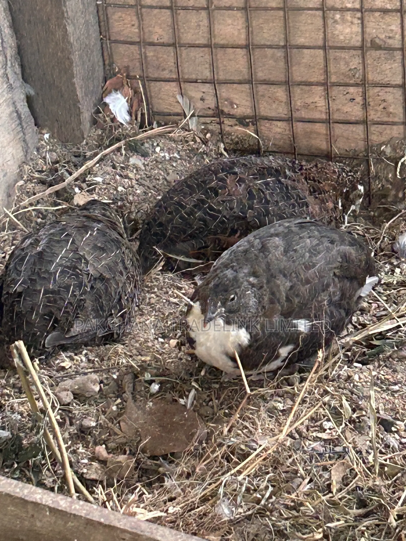Adult Quails for Sale – Laying Eggs