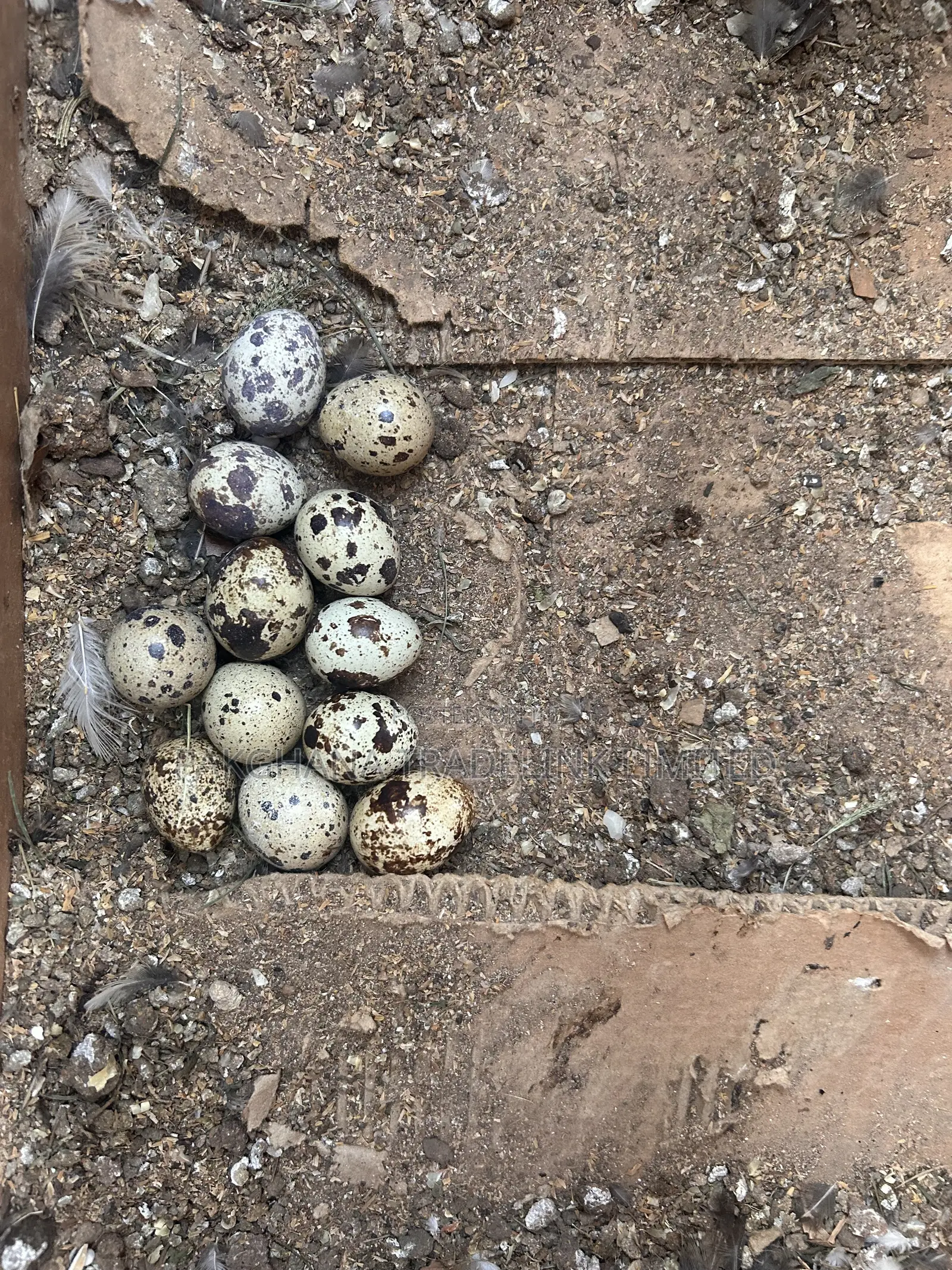 Adult Quails for Sale – Laying Eggs