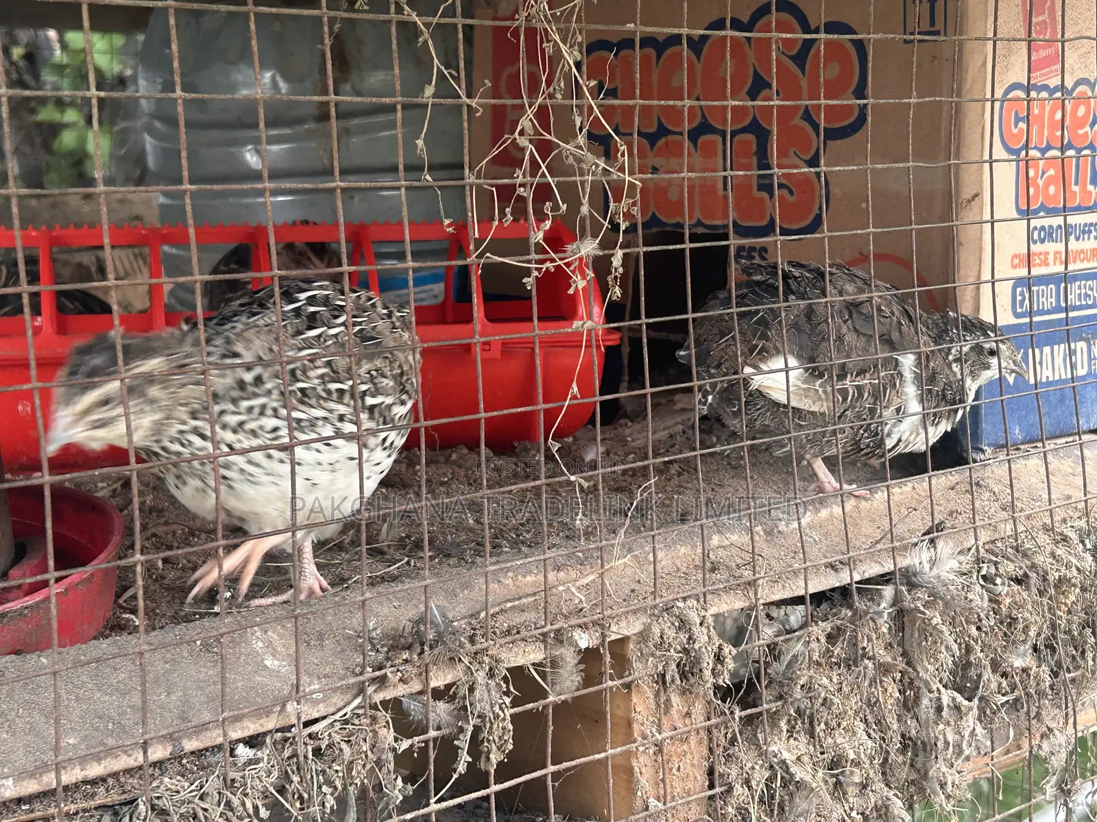 Adult Quails for Sale – Laying Eggs