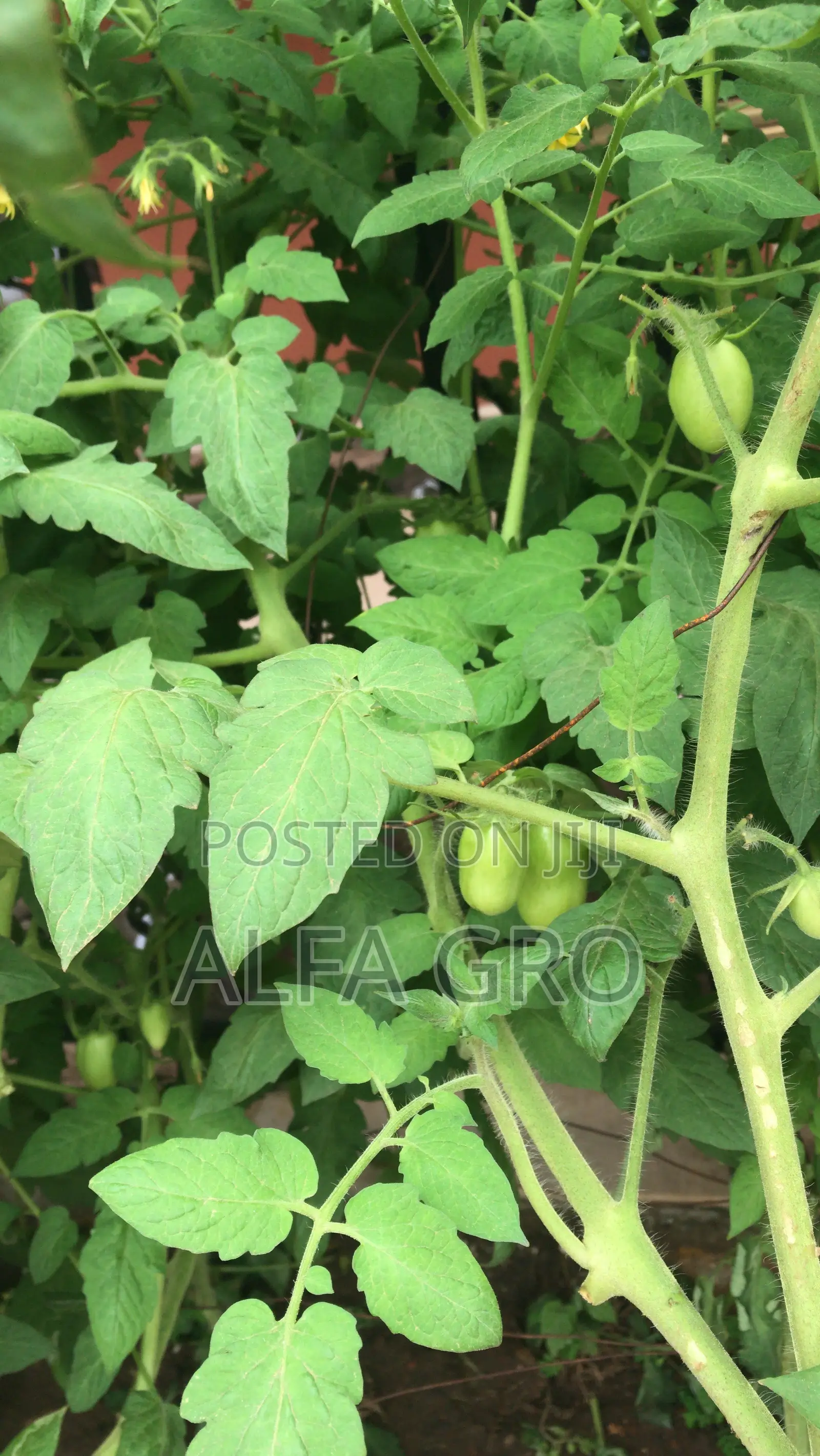 Vine Tomatoes Seeds(3grams)