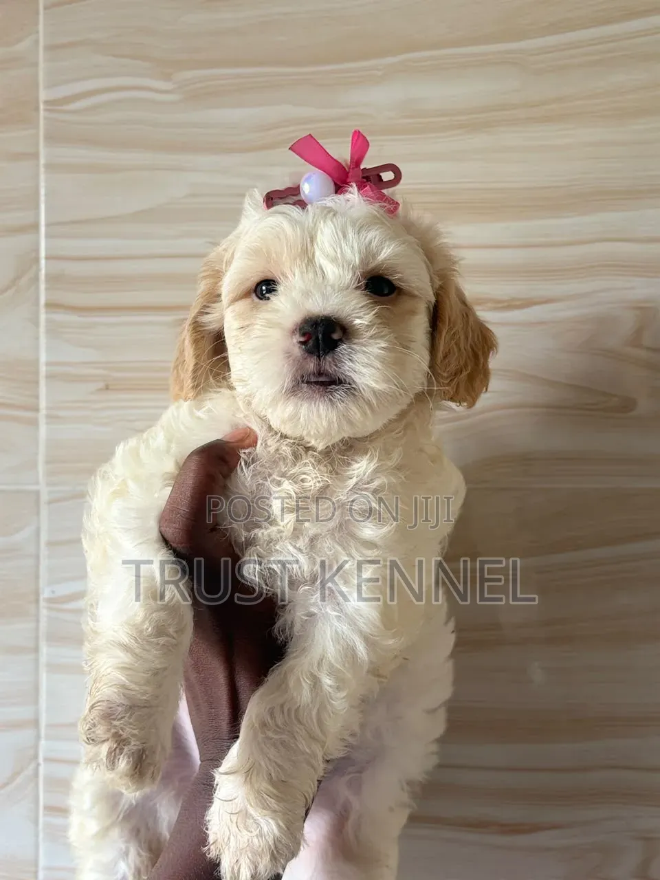 1-3 months Male Purebred Poodle