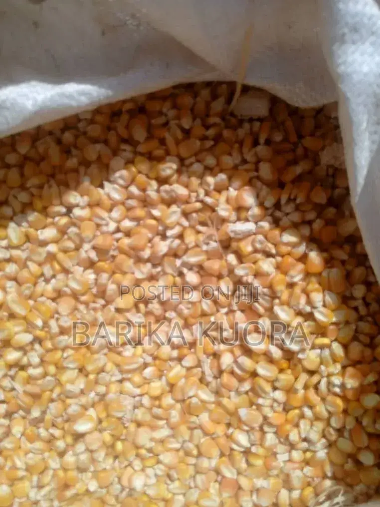 Aflatoxins Free Maize