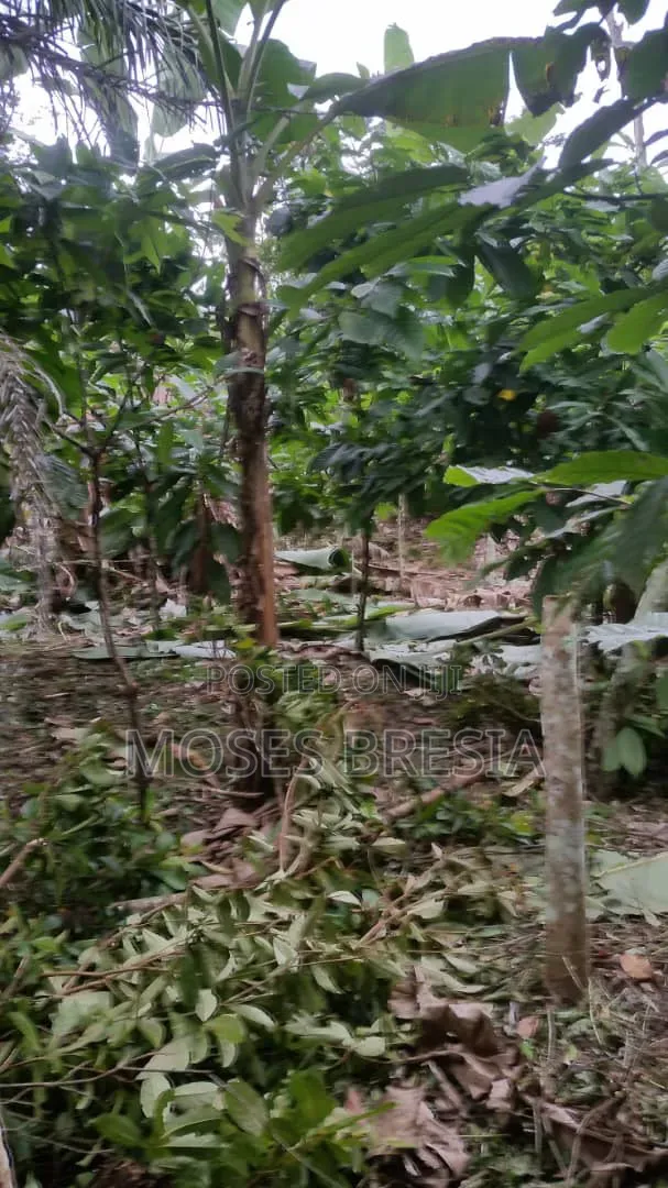 6 Acres Cocoa Farm at Nsoatre