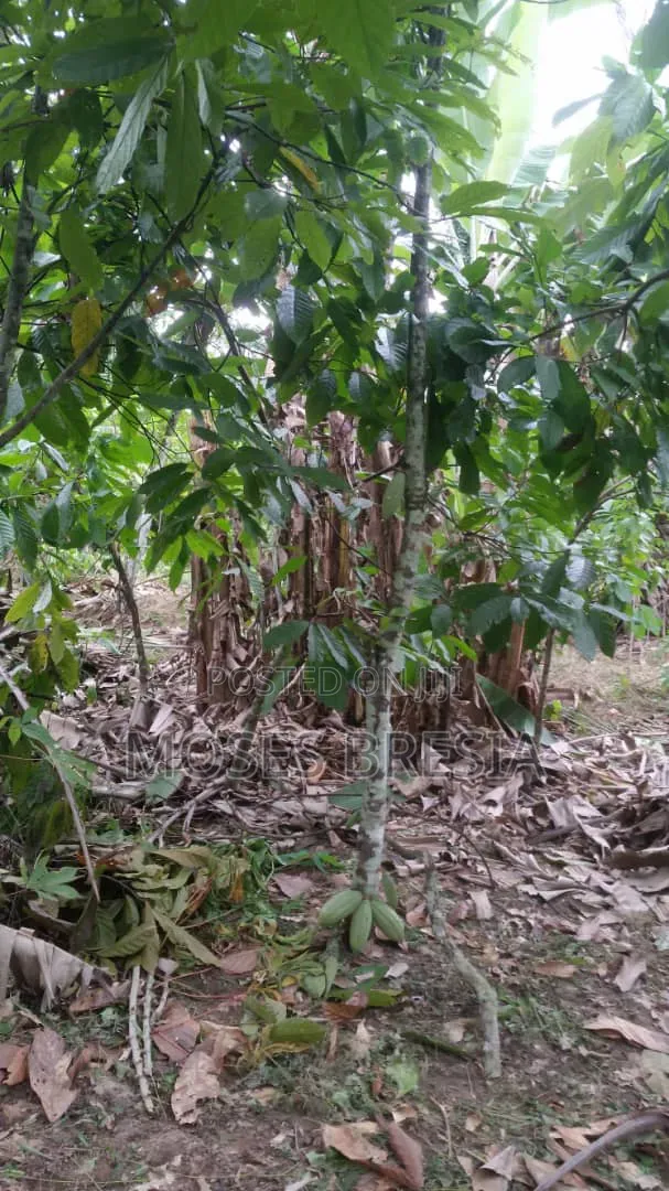 6 Acres Cocoa Farm at Nsoatre