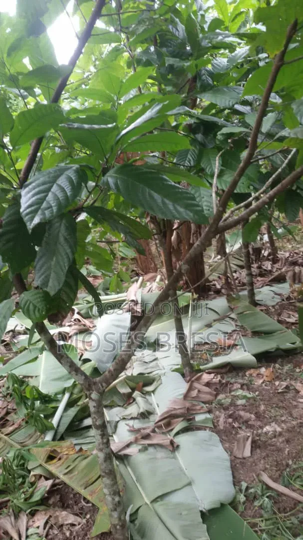 6 Acres Cocoa Farm at Nsoatre
