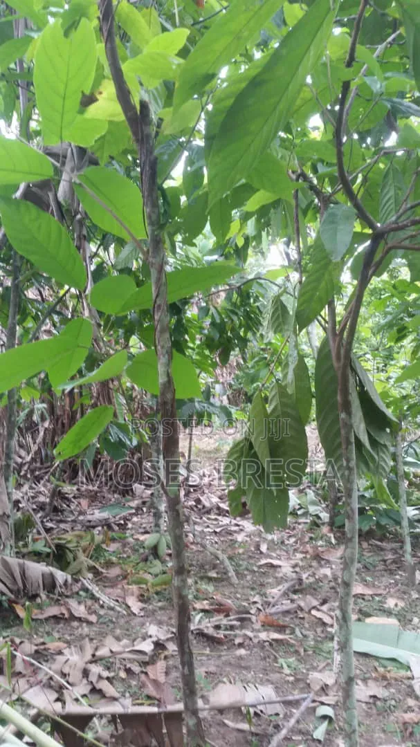 6 Acres Cocoa Farm at Nsoatre