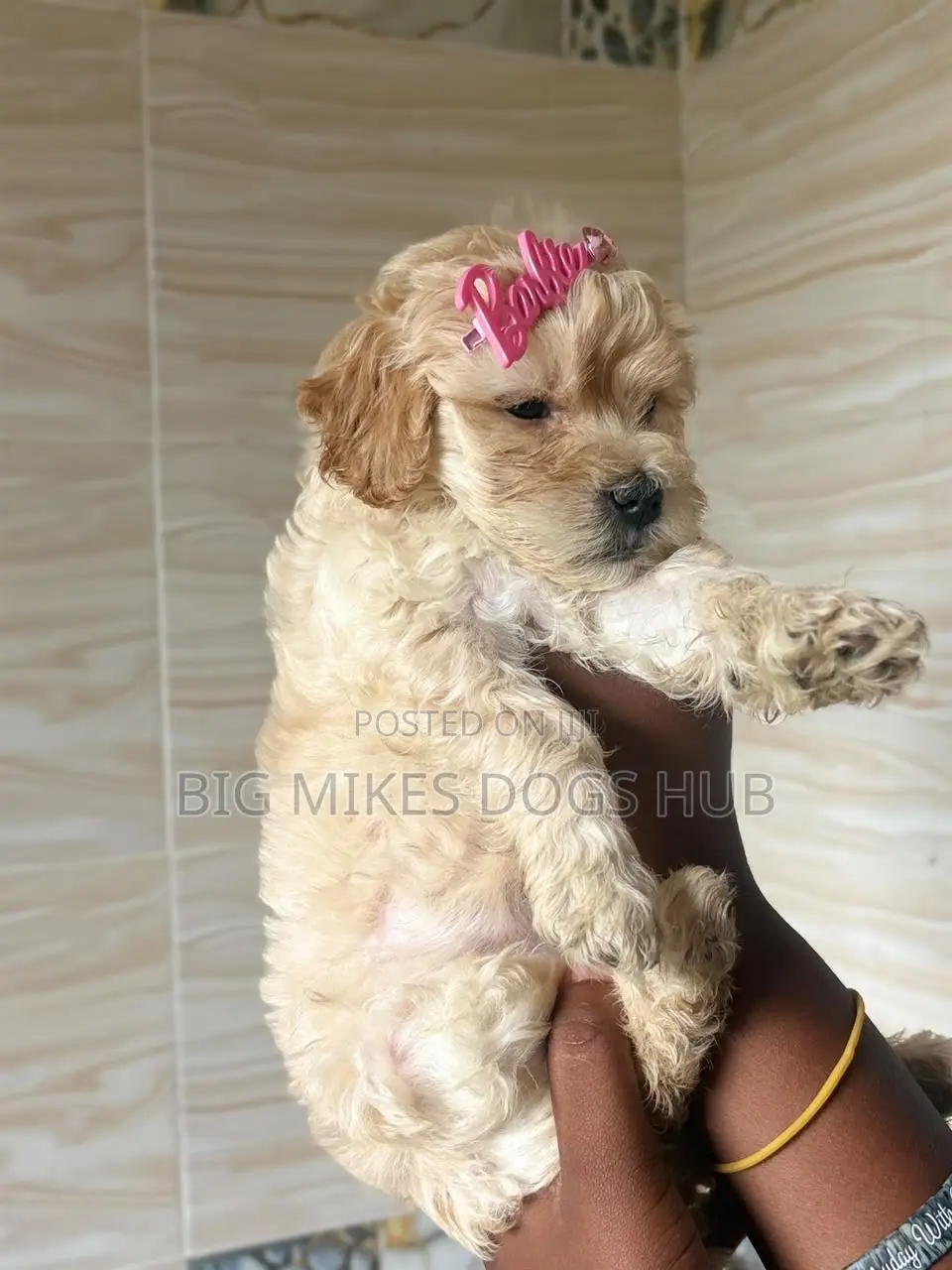 1-3 months Female Purebred Poodle