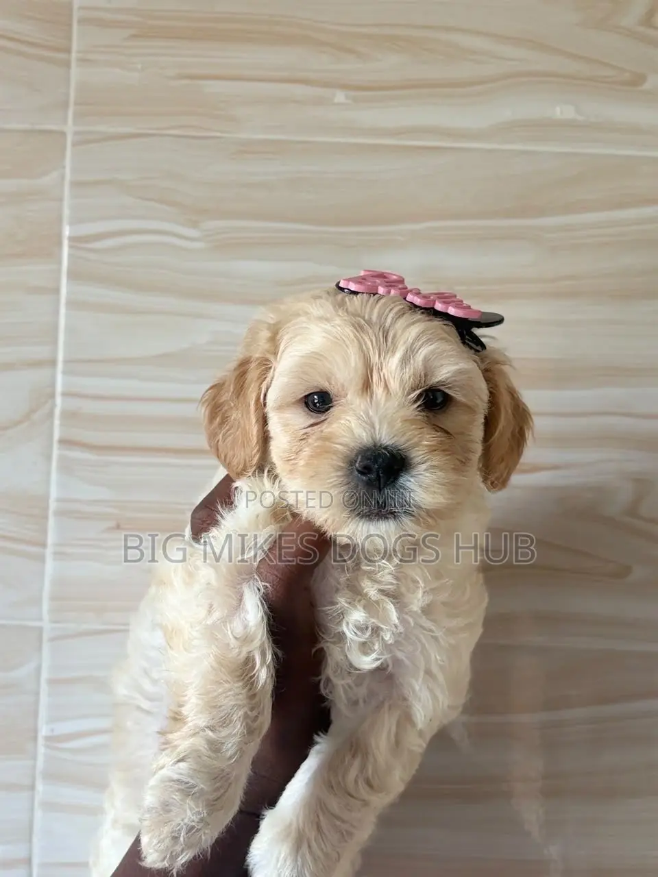 1-3 months Female Purebred Poodle