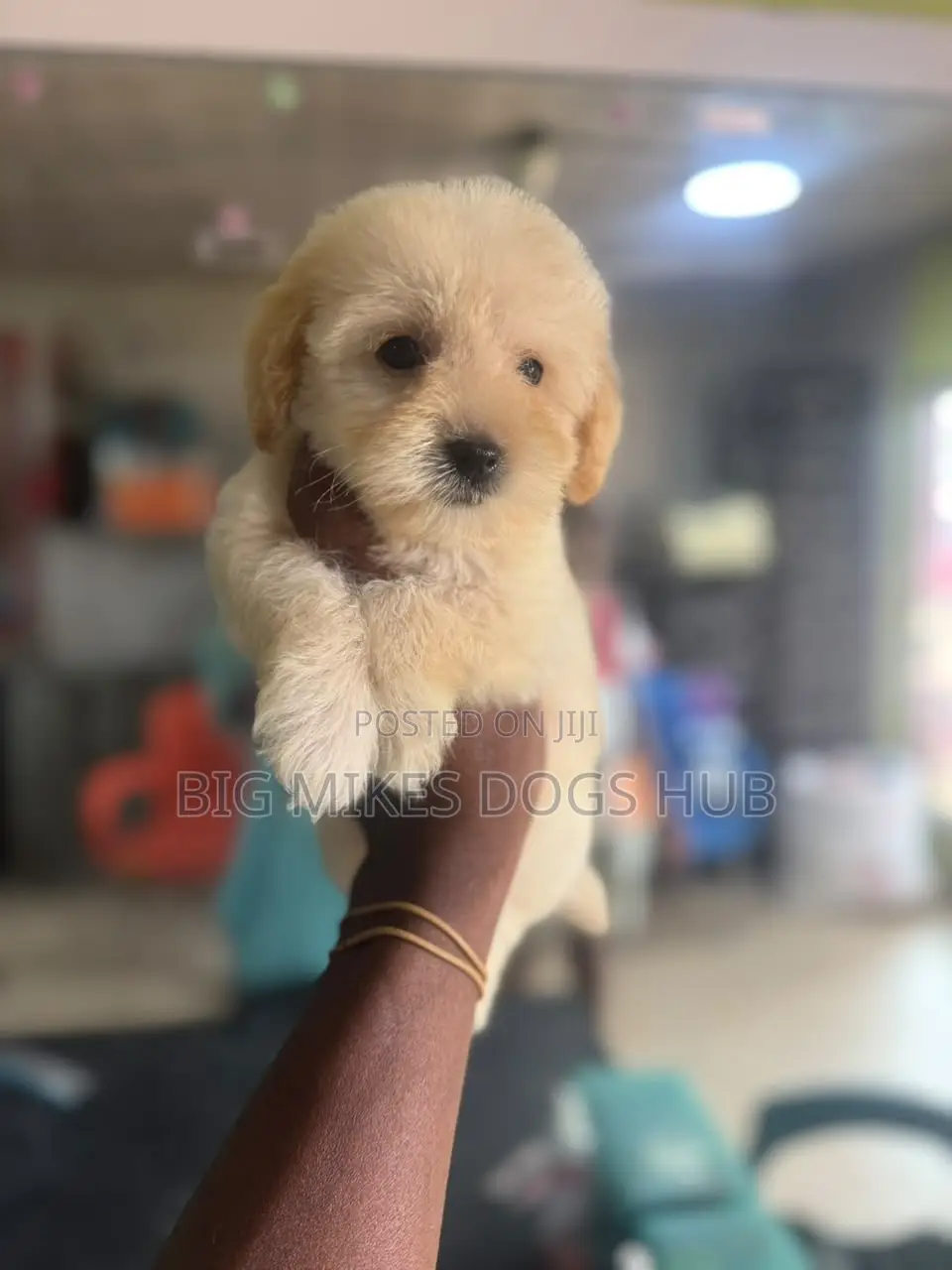 1-3 months Male Purebred Poodle