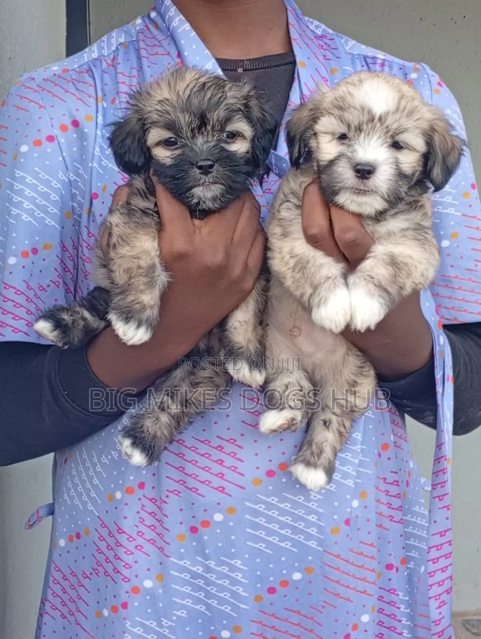 1-3 months Female Purebred Poodle