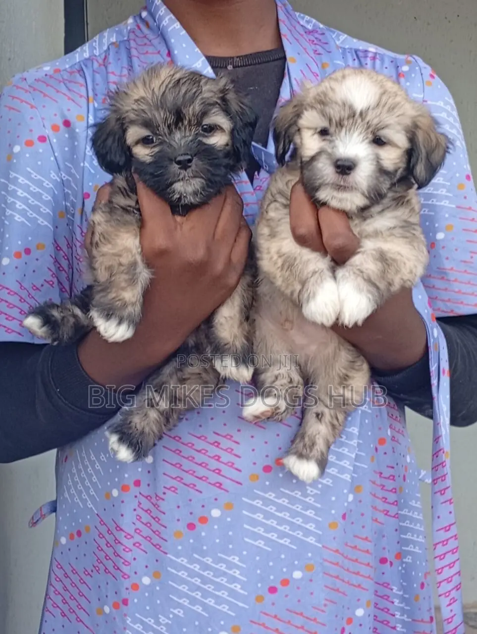 1-3 months Female Purebred Poodle