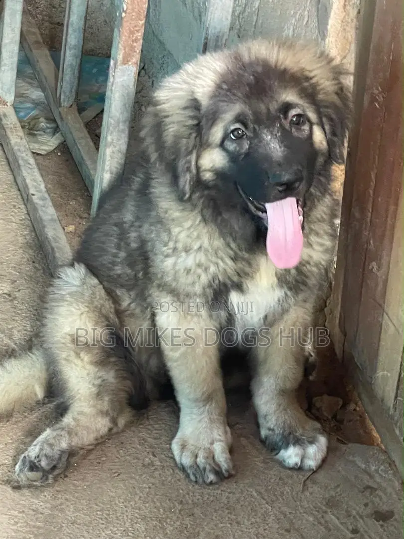 1-3 months Male Purebred Caucasian Shepherd