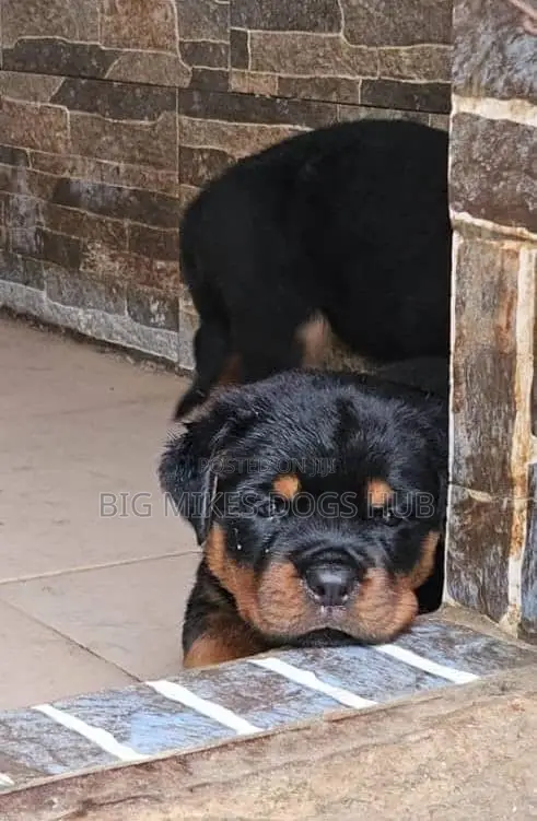 1-3 months Male Purebred Rottweiler