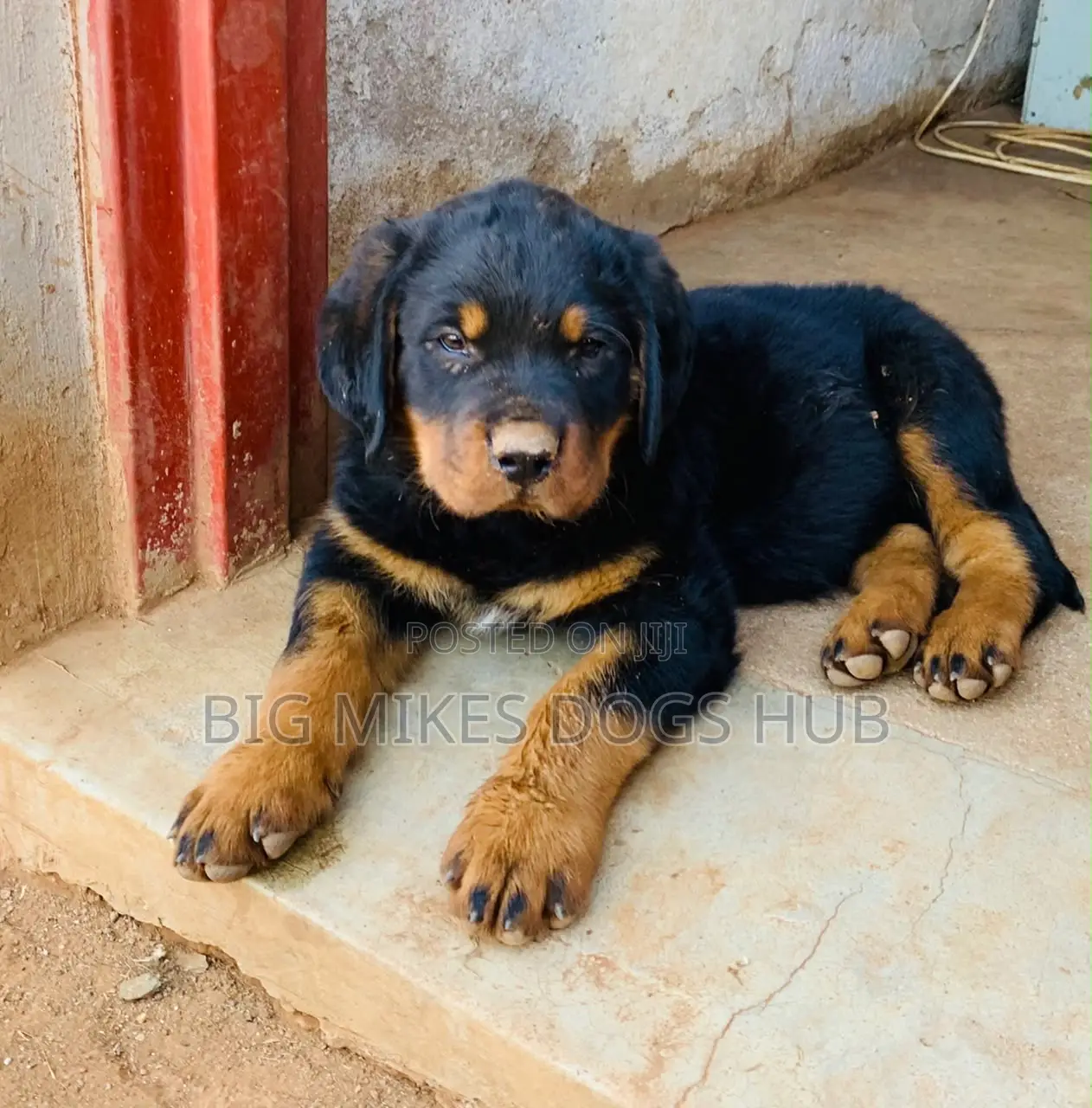 1-3 months Male Purebred Rottweiler