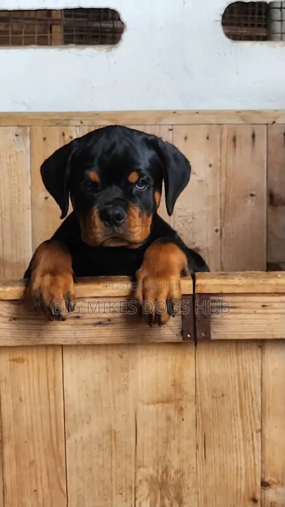 1-3 months Female Purebred Rottweiler