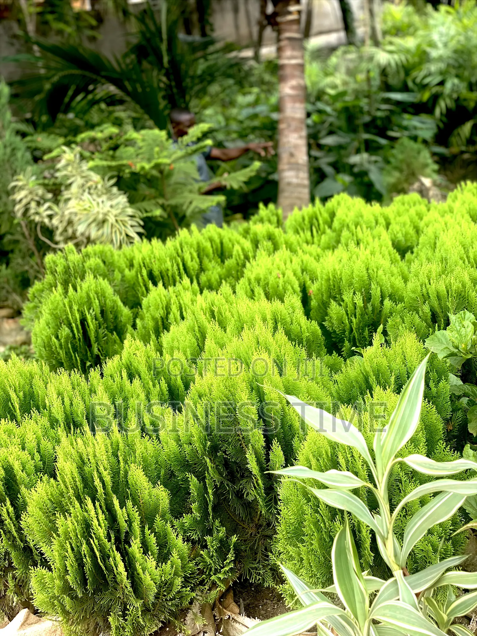 Garden, Planning Flowers and Green Grass