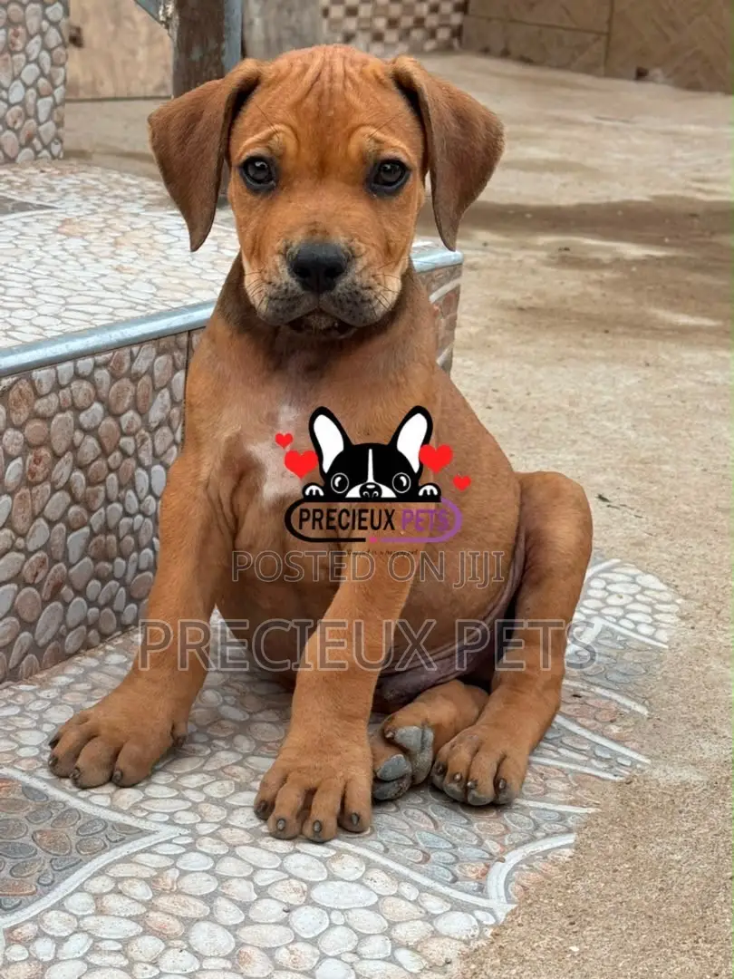 1-3 months Female Purebred Boerboel