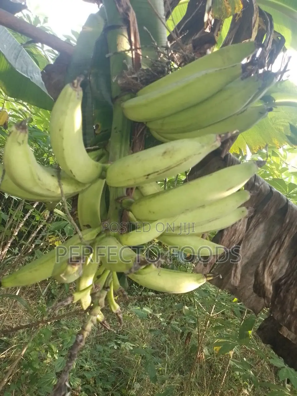 Village Fresh Plantain