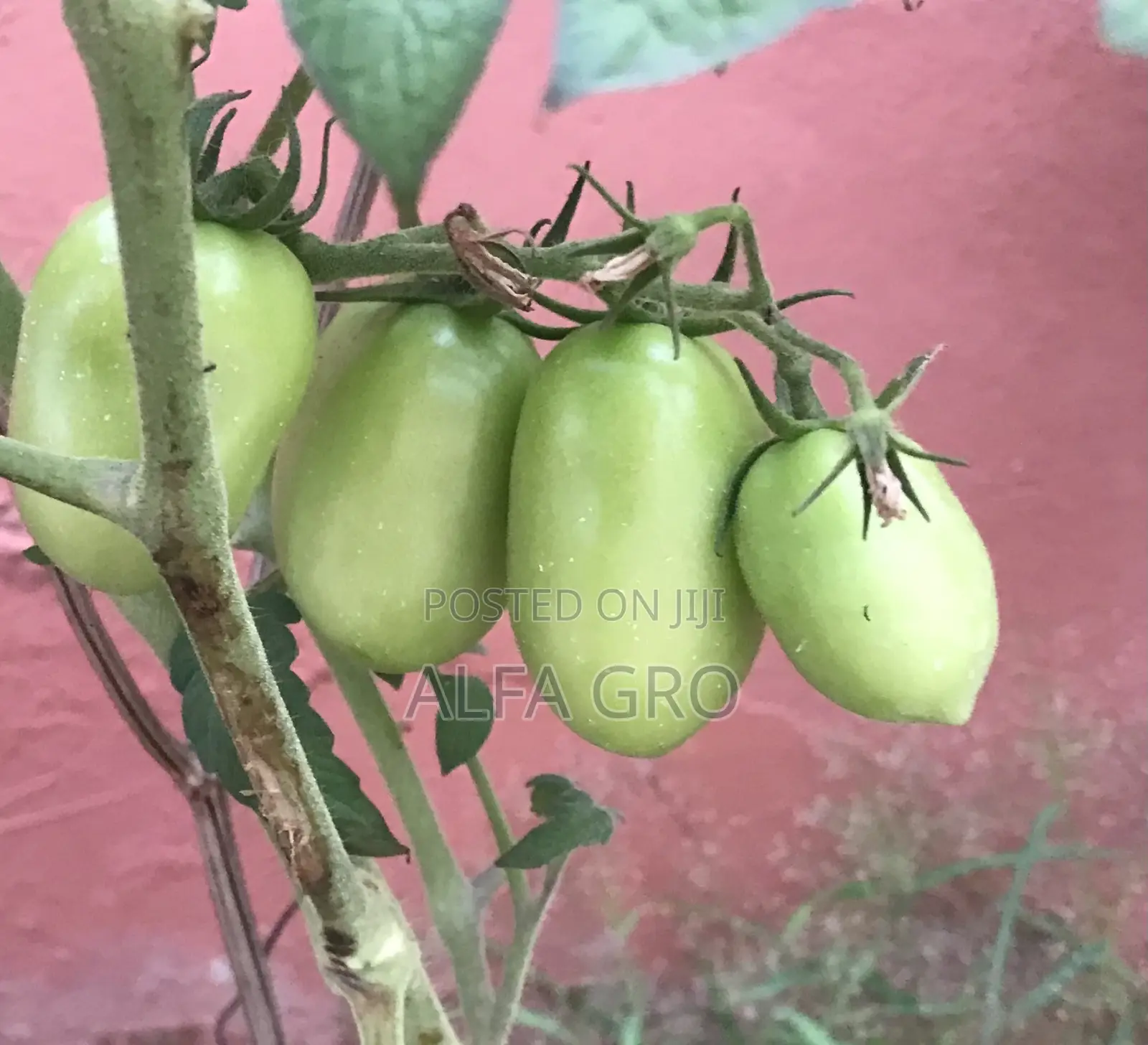 Vine Tomatoes Seeds(3grams)
