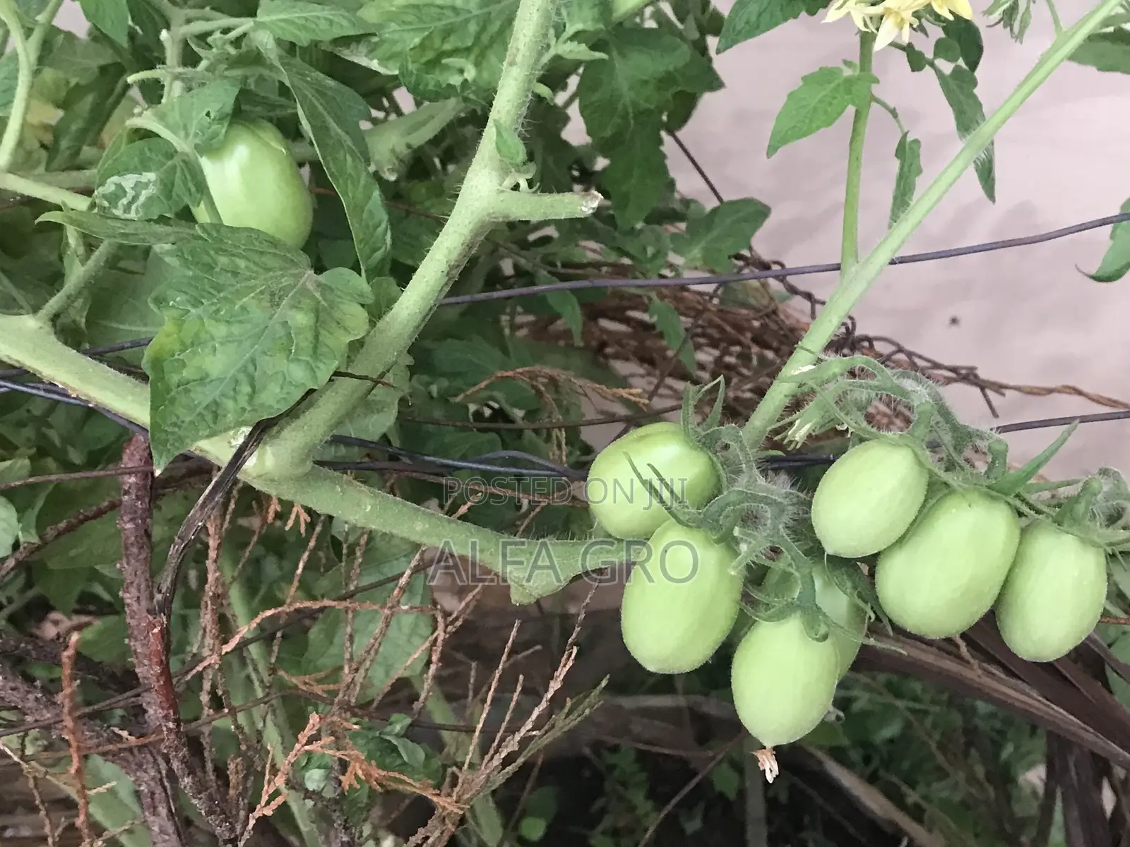 Vine Tomatoes Seeds(3grams)