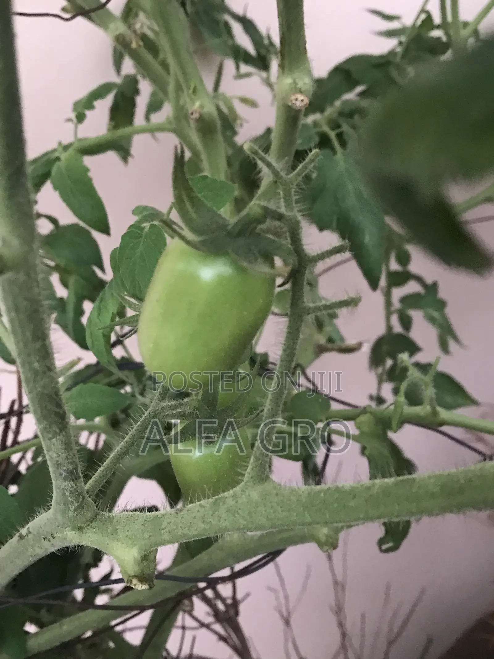 Vine Tomatoes Seeds(3grams)