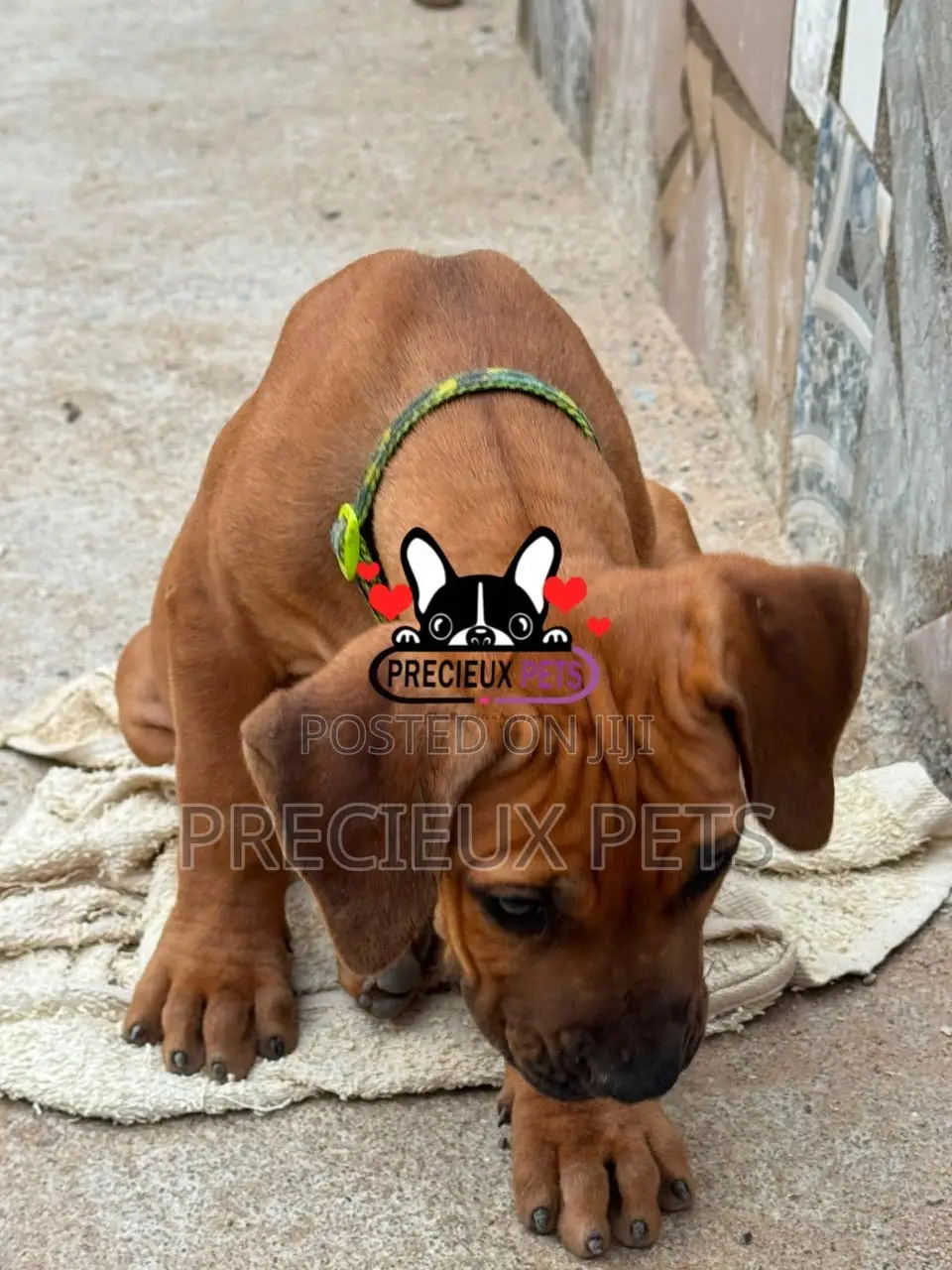 1-3 months Female Purebred Boerboel