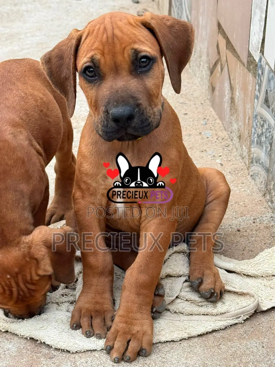 1-3 months Female Purebred Boerboel