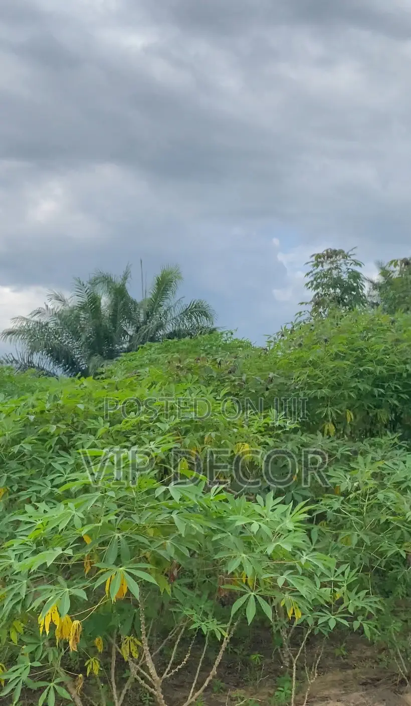 Cassava Farm