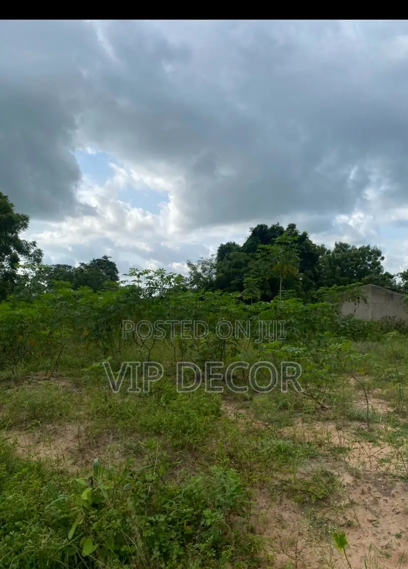 Cassava Farm