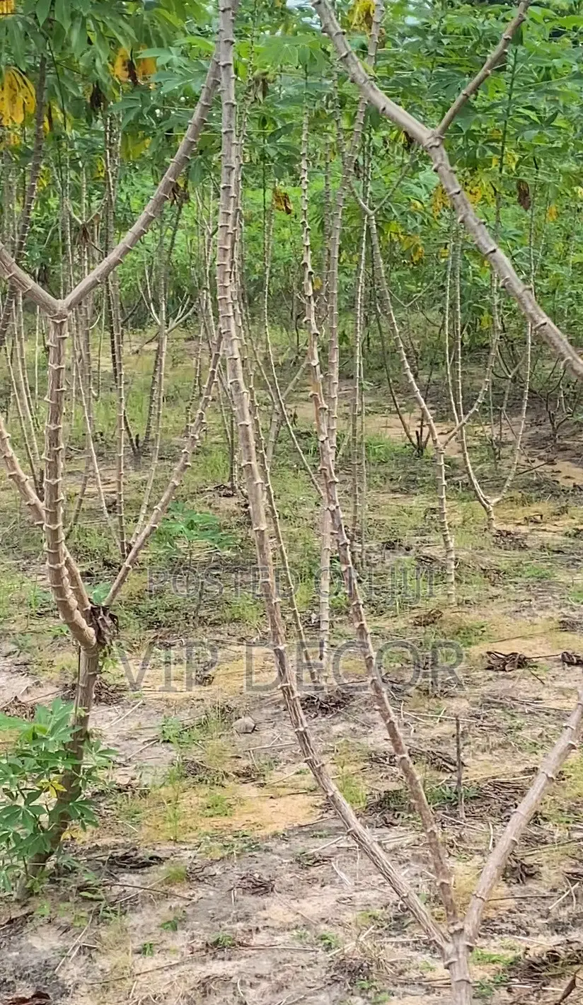 Cassava Farm
