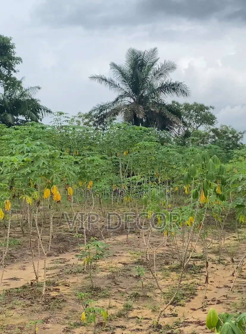 Gari, Ethanol Cassava