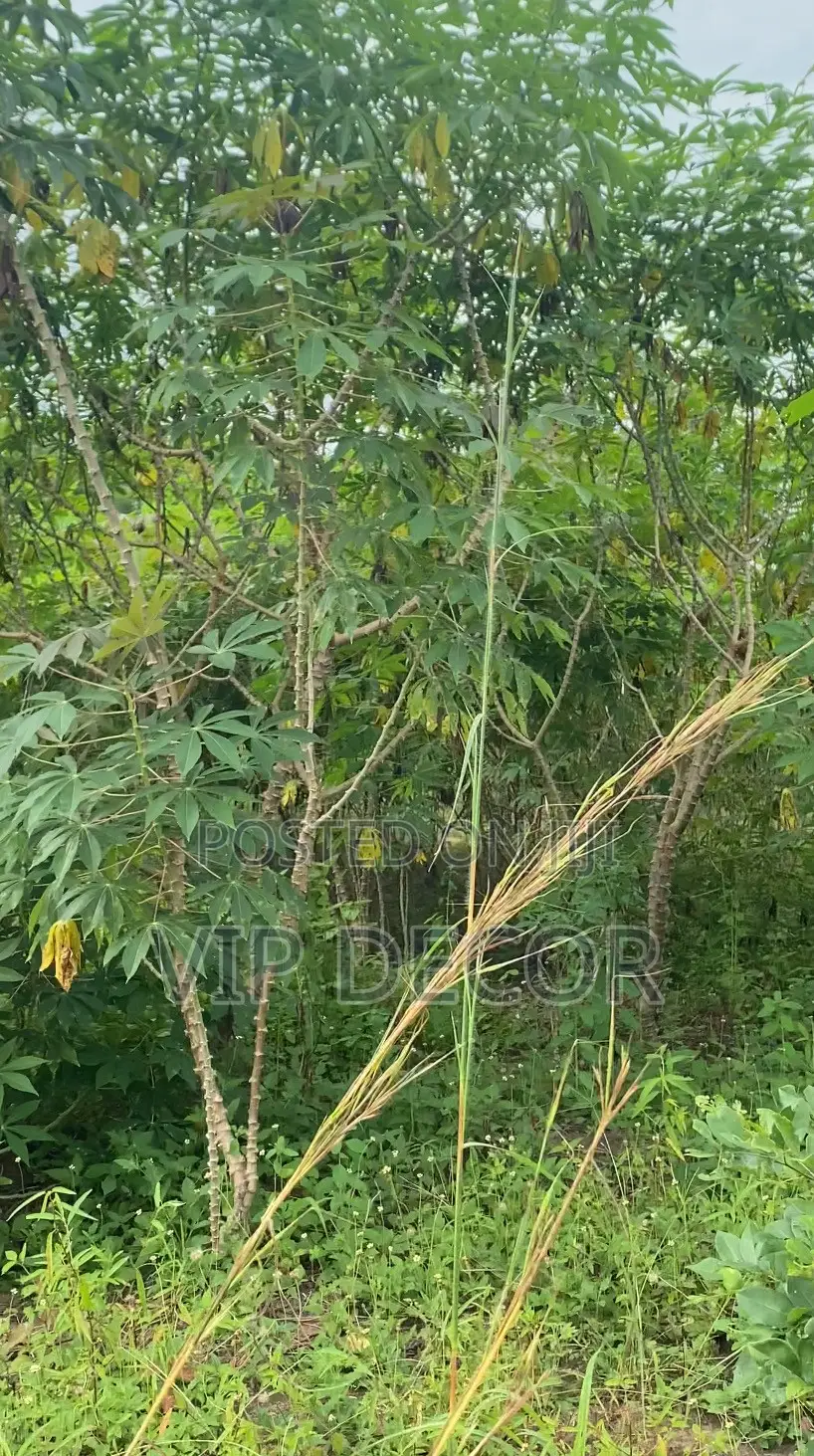 Gari, Ethanol Cassava