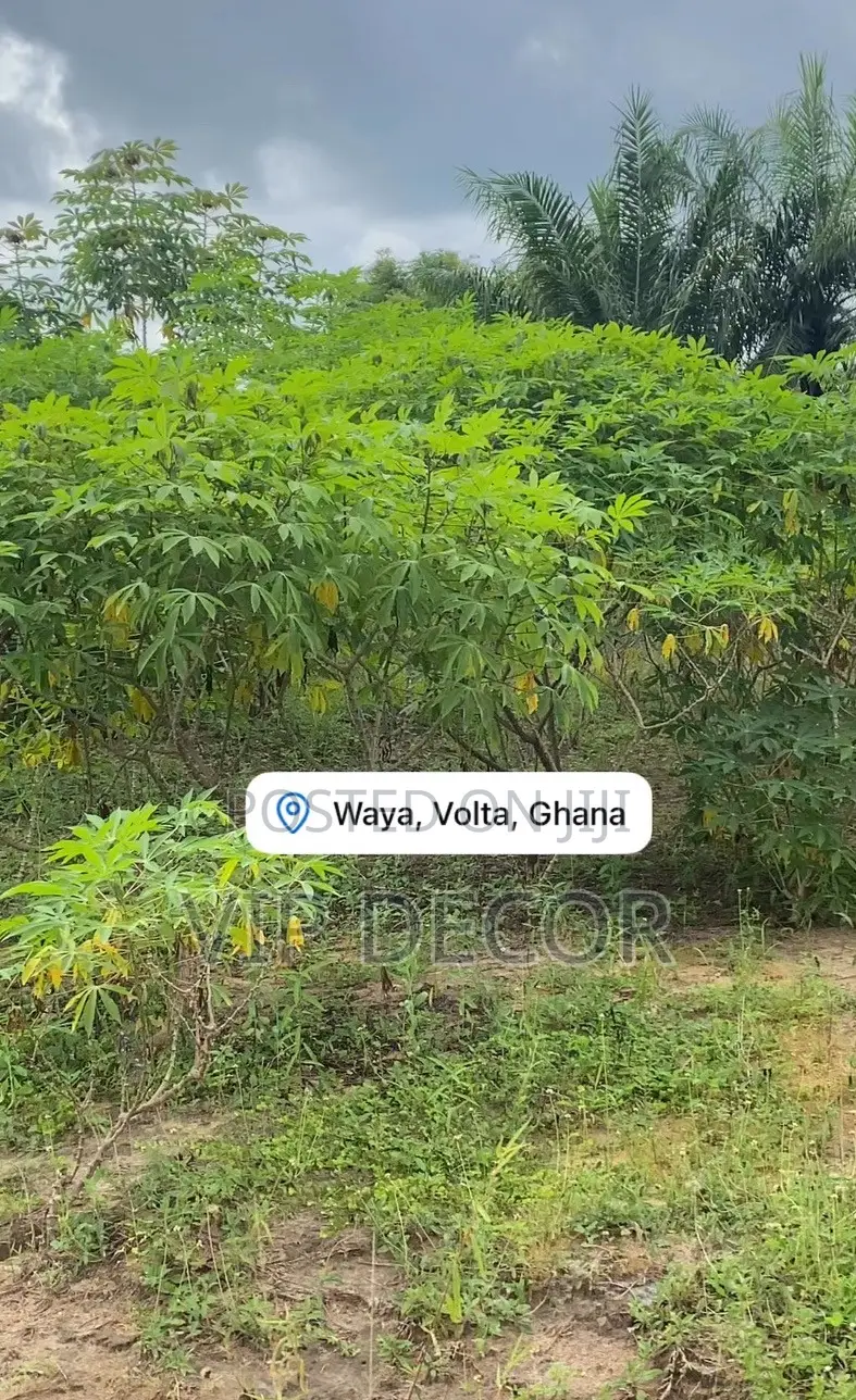 The Best Organic Cassava