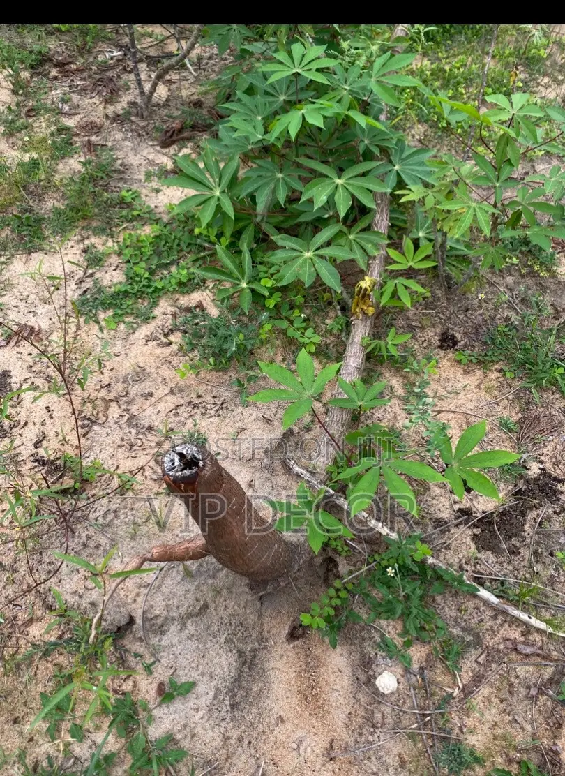 The Best Organic Cassava