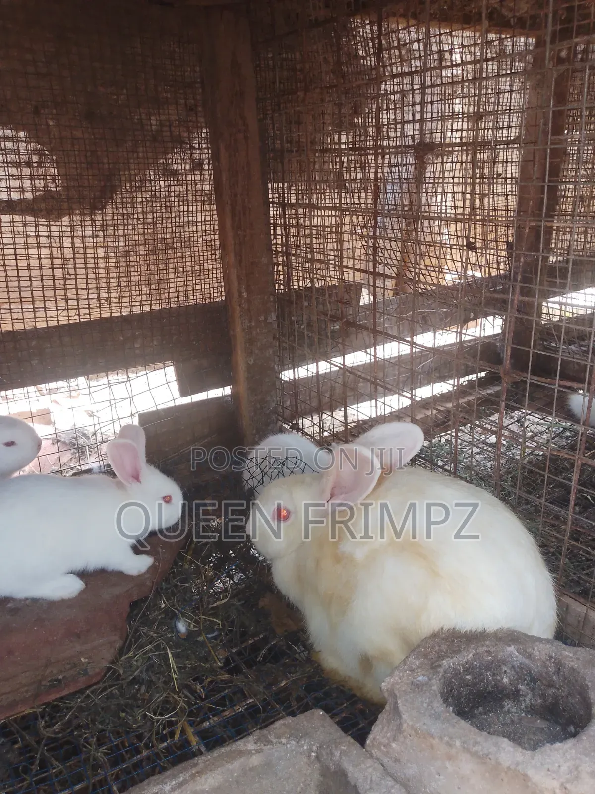 Matured Rabbits