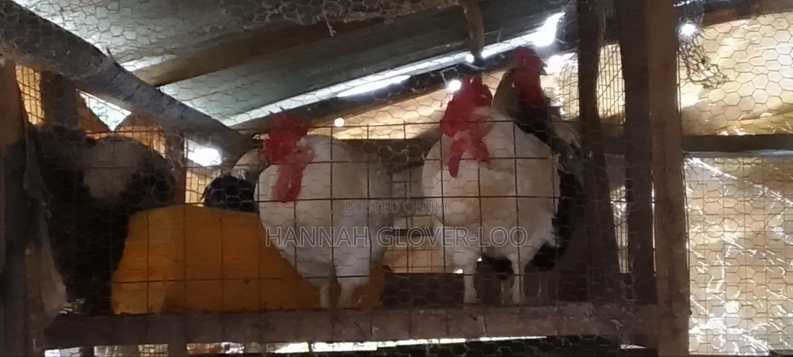 Dressed Cock