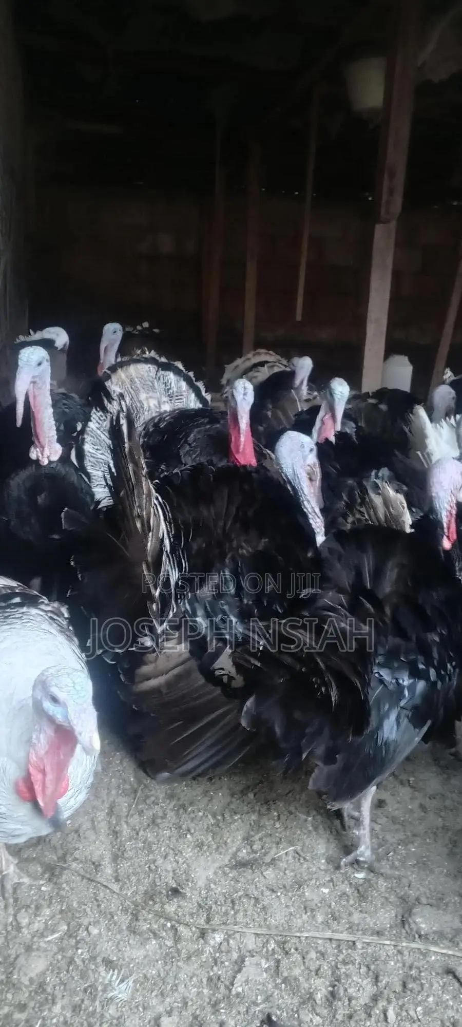 Matured Turkeys