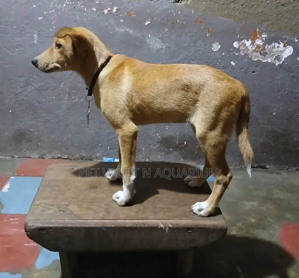 1-3 months Male Purebred Poodle
