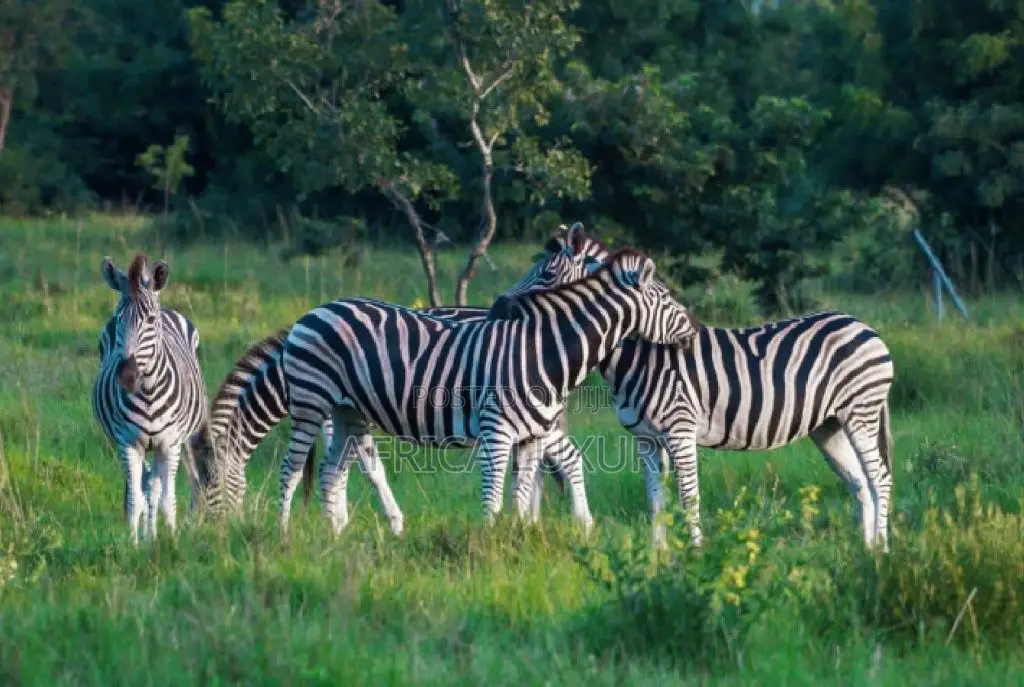 Wild Wonders – Safari Adventure Scenic Escape