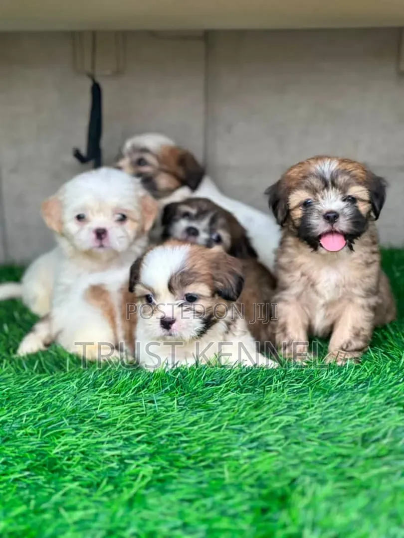 1-3 months Male Purebred Poodle